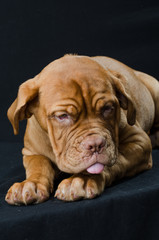 Beautiful dog 
puppy in the studio