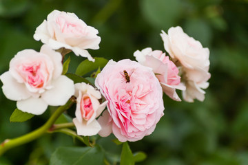 Fototapeta premium Natural summer background with David Austin pink rose. Beautiful blooming flower on green leaves background.