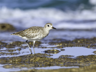 Grey Plover Standing on the Beach
