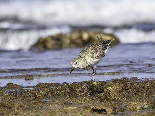 Grey Plover