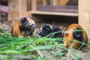 Three guinea pigs eating grass