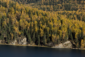 Goldgelber Lärchenwald im herbstlichen Engadin