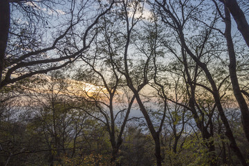 Fototapeta na wymiar Осенний пейзаж, живописные деревья в лесу, желтая листва, отдых на природа