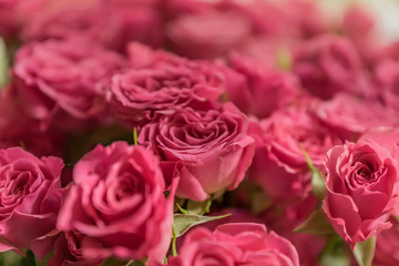 bunch of pink roses background, soft focus