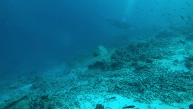 Tawny nurse sharks - Nebrius ferrugineus swim over coral reef, Indian Ocean, Maldives
