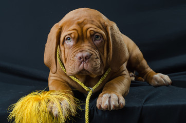 puppy of the Bordor dog in the studio