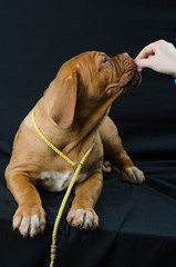puppy of the Bordor dog in the studio