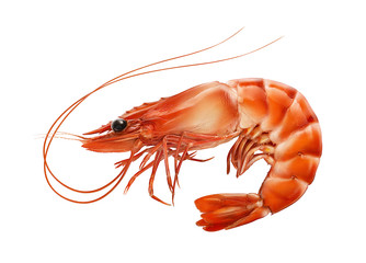 Red boiled prawn or tiger shrimp isolated on white background
