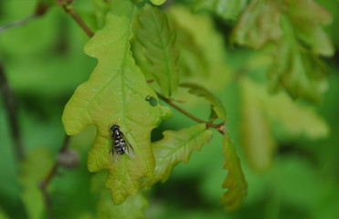 A striped fly on an oak leaf