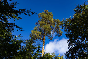 Pine tree and blue sky