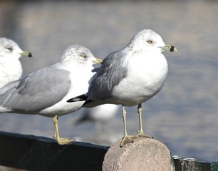 Seagulls on Bench