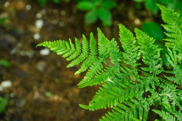 Beautiful fern leaves in the forest. Selective focus.