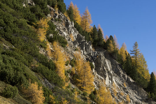 Gelbe L&auml;rchen und gr&uuml;ne Arven - Nadelwald im herbstlichen Engadin