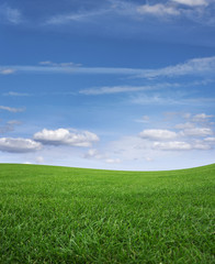 Obraz premium Green grass field and blue sky.