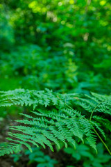 Beautiful fern leaves in the forest. Selective focus.