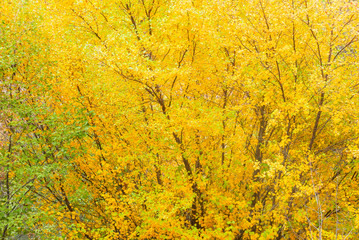  yellow leaves with branches 