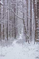 winter forest 