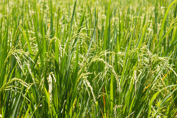 Close up image of ripe rice in rice fields of Bali, Indonesia 
