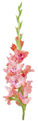 gladiolus Bud pink