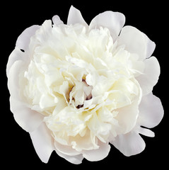 peony black background