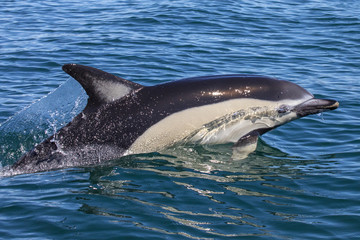 Naklejka premium Dolphin Swimming in the Algarve