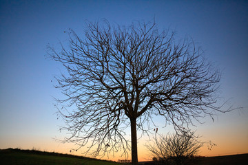 Lonely Tree