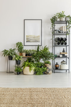 Bright room filled with plants