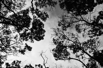 silhouette of tree branches isolated on white background