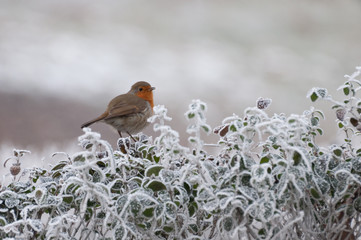 fluffy European robin singing on a twig in a park