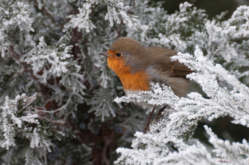 cute fluffy European robin hiding in the bushes posing for the camera