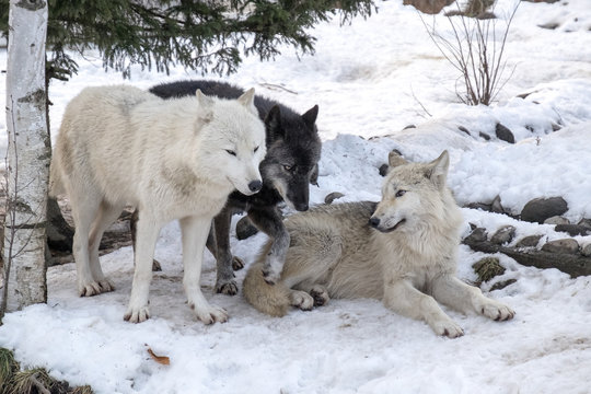 Wolf pack resting under the pine tree in the winter snow background