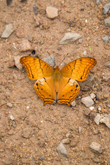 Close up in the top view of orange with black dot wing butterfly spreading big wing on the ground.