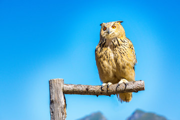 Greifvogel Uhu -4