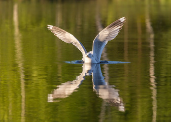 Seagull gull on the water
