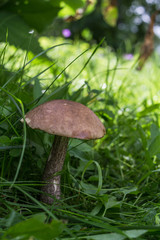 beautiful mushroom illuminated by the sunlight growing at the green grass meadow