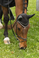 Obraz premium Pferdekopf