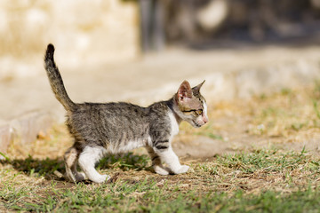 the stray kitten
