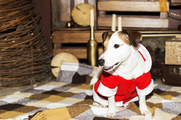 dog in Santa costume