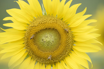 Obraz premium Closeup nature view of flower on blurred background