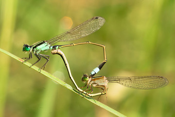 Damselfly Matting in Nature early morning at the time of sunrise. 