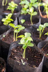 Sprouting plant in nursery  bag. Agriculture background.