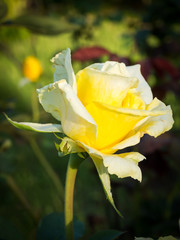Yellow rose in a garden. Hi contrast and dark vignette style. Flower in garden view.