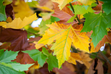 Naklejka na ściany i meble Colorful autumn leaves plane tree