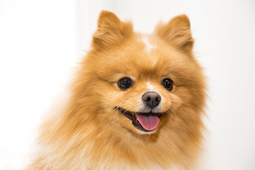Obraz premium happy fluffy orange pomeranian spitz on the white background