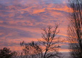 Fototapeta premium sky sunset trees