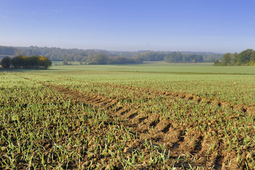 field in the french countryside in autumn