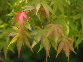 Roter Ahorn im Herbst