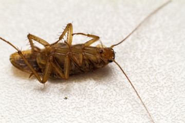 homemade cockroach