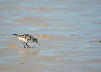 Sea Bird