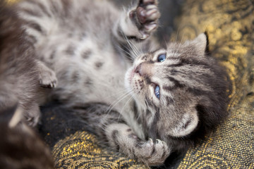 gattini di due settimane dormono e giocano in una cesta